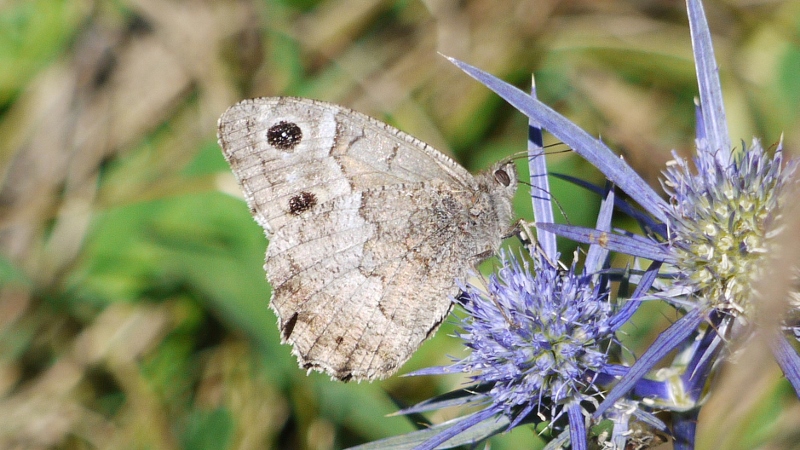 Hipparchia statilinus?  S, !